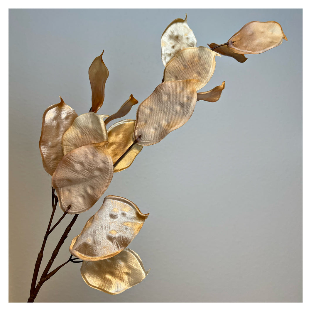 Lunaria silk beige (p.st.)