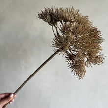Afbeelding in Gallery-weergave laden, Flower Hogweed brown
