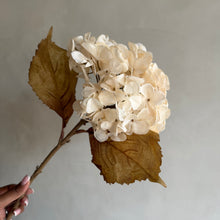 Afbeelding in Gallery-weergave laden, Hydrangea beige S

