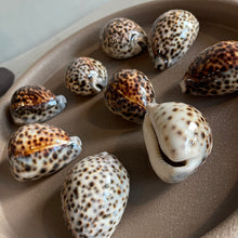 Afbeelding in Gallery-weergave laden, Ornament shell tiger (set3)
