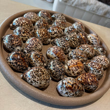 Afbeelding in Gallery-weergave laden, Ornament shell tiger (set3)

