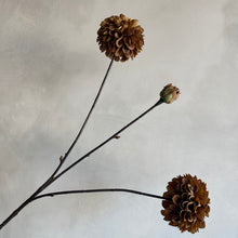 Afbeelding in Gallery-weergave laden, Pompom dahlia 3 brown
