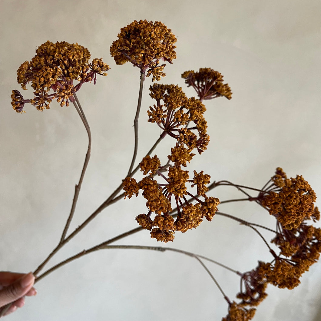 Flower eupatorium brown