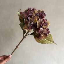 Afbeelding in Gallery-weergave laden, Hydrangea mauve 45cm
