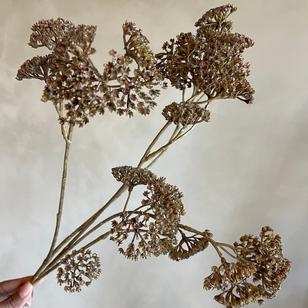 Flower Achillea brown