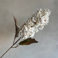 Afbeelding in Gallery-weergave laden, Hydrangea beige 66cm (p.st.)
