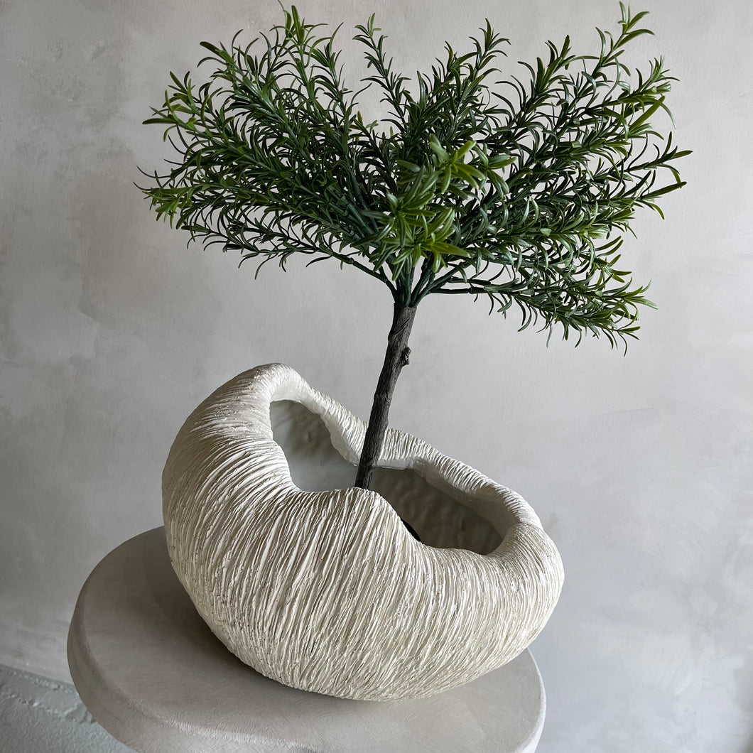 Rosmarinus tree