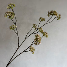 Afbeelding in Gallery-weergave laden, Flower Achillea
