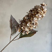 Afbeelding in Gallery-weergave laden, Hydrangea brown 66cm (p.st.)
