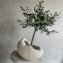 Afbeelding in Gallery-weergave laden, Olive tree 65cm
