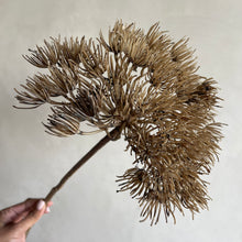 Afbeelding in Gallery-weergave laden, Flower Hogweed brown
