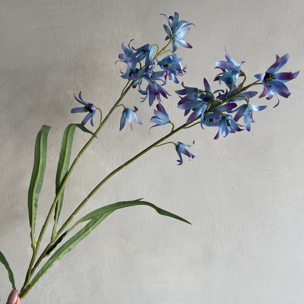 Campanula light blue