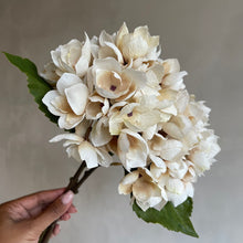 Afbeelding in Gallery-weergave laden, Hydrangea beige 35cm (set3)
